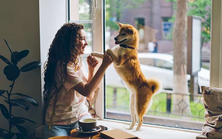 4 Constructive Pondering Methods to Study from Caring for Pets